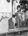 1961 Swimming Gala2.jpg (42517 bytes)