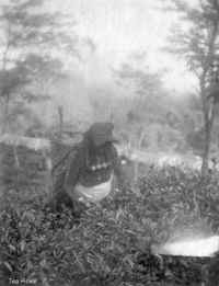 Tea Picker.jpg (75962 bytes)
